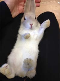 rabbit for party